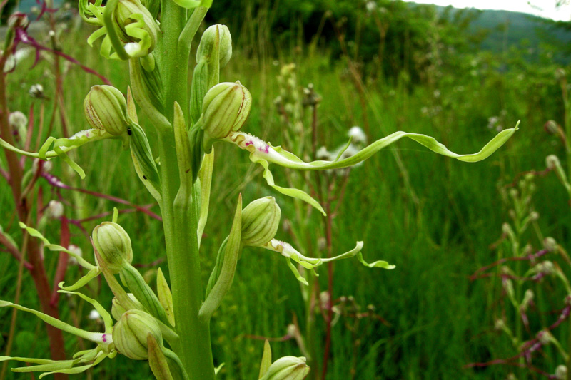 Himantoglossum adriaticum albino